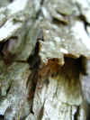 IMG_4888.jpg (318626 bytes)