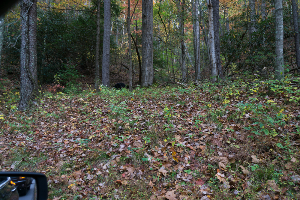 Yep, that's a bear shot with a wide angle lens from inside the car. It's better than nothing... ;)