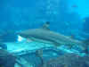 shark2.jpg (328522 bytes)