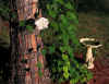 garden3.jpg (468138 bytes)