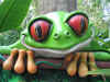 frog.jpg (378210 bytes)