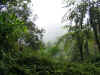 rain forest 13.jpg (309967 bytes)
