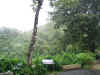 rain forest 2.jpg (279210 bytes)