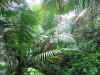 rain forest 7.jpg (380705 bytes)