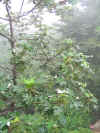 rain forest 8.jpg (188621 bytes)