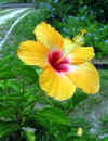 flower3.jpg (300713 bytes)